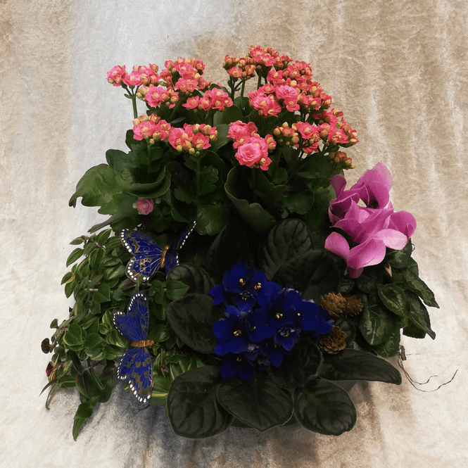 Hovedbilde Sammenplanting
