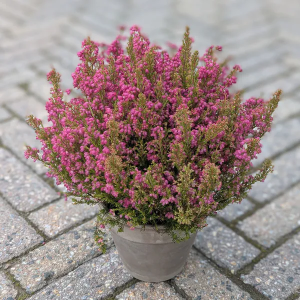 Hovedbilde Erica